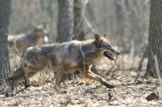 Farkas támadt egy kisgyerekre