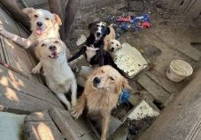 Játszó gyermekek miatt égett le a hevenyészett menedék – Tucatnyi kutya és macska szorul most segítségre