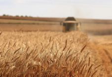 Hargita megye: az első félév optimizmusra adhat okot a gazdáknak