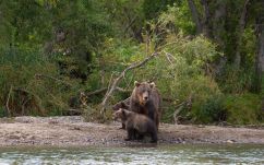 Bocsos anyamedve kószál a Bélavár környékén