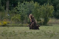 Az elárvult három medvebocsot keresik a Transzfogarasi úton (VIDEÓ)