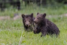 Még mindig nem sikerült megmenteni a Transzfogarason elárvult medvebocsokat