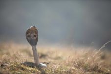 Kétéves kisfiú harapta meg a kobrát – A kígyó elpusztult