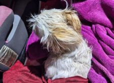 Kidobta a második emeletről a család kiskutyáját egy részeg férfi