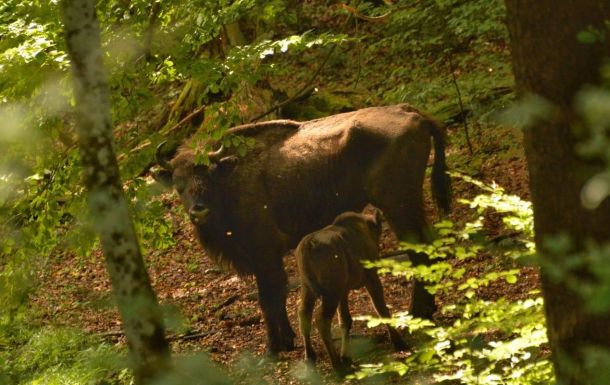Bölények a Kárpátokban, visszatértek az „ökoszisztéma-mérnökök”