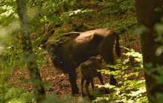 Bölények a Kárpátokban, visszatértek az „ökoszisztéma-mérnökök”