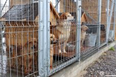 Szaporodó kóborkutya-gondok Hargita megyében