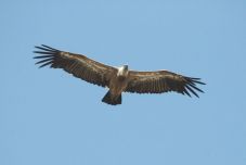 Visszatelepítik a fakó keselyűt a Fogarasi-havasokba