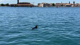 Mimmo, a velencei delfin visszatért a Canal Grandéra (VIDEÓ)