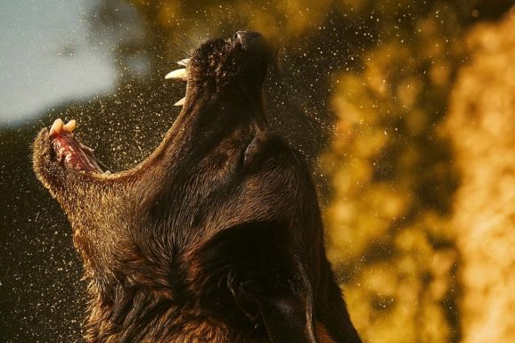 Hargita megye: súlyosan megsebesítettek egy tehénpásztort egy juhnyáj kutyái