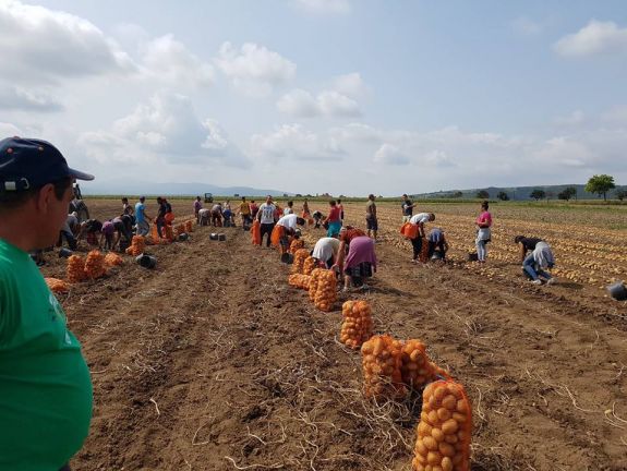 Gyenge termés, drága termelés: 20 százalékkal kevesebb krumpli termett Háromszéken