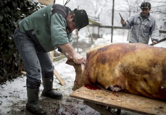 Decembertől hétvégén is lesz trichinellózis-vizsgálat Hargita megye három nagyvárosában
