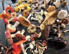 Piricskei gombanap a Hargitán – ötven féle gombát gyűjtöttek össze a résztvevők