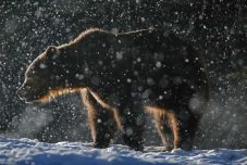 Ismét Tusnádfürdőn lesz az ember és a nagyragadózók együttéléséről szóló konferencia