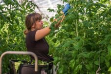 Uniós támogatást hagytak jóvá a fagykárokat szenvedett hazai gazdáknak