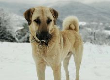 Csíkszereda: betiltották három ázsiai típusú pásztorkutya használatát őrzésre