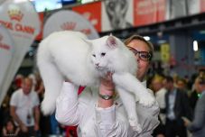 Három romániai macska a világ legszebbjei között