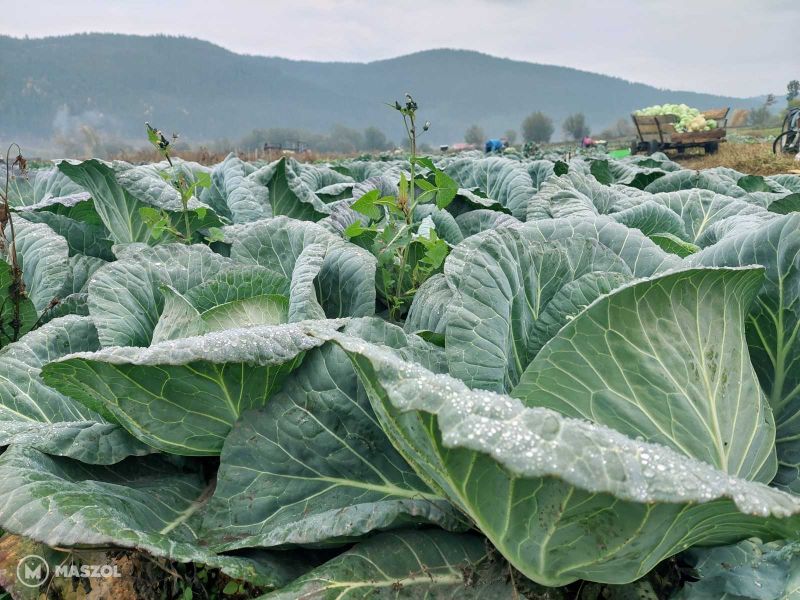 Ünnep Szépvízen –  a káposztavágás pillanatai képekben