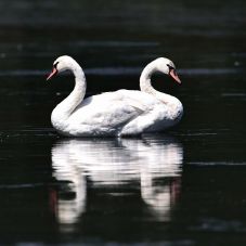 Demeter János barokk zenével társított természetfotói Bukarestben