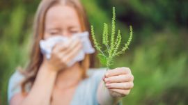 Parlagfű – Egyeseknek allergiás tünetek, másoknak bírság származik belőle