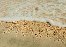 Dróndarabokat találtak a tengerparton