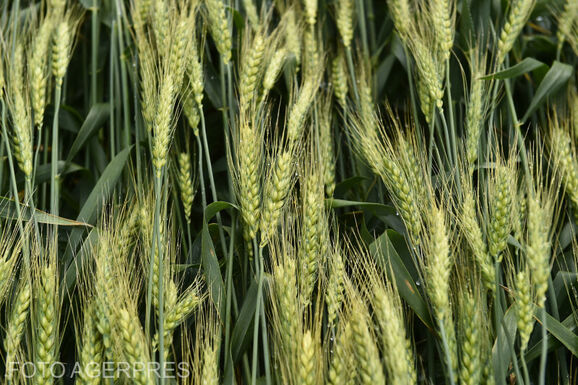 Őszi vetéssel próbálják ellensúlyozni a gazdák az aszály és a hőség negatív hatását