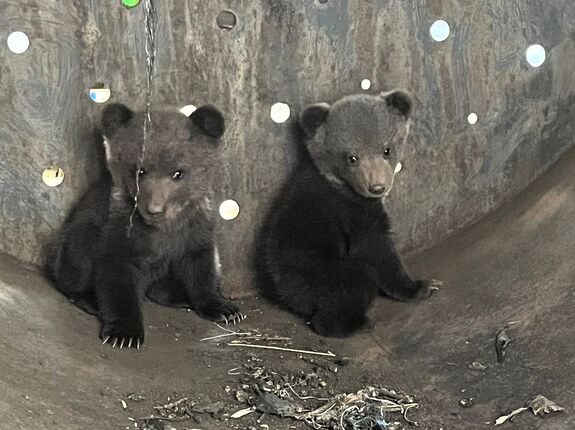 Árva medvebocsokat mentettek Hargita megyében