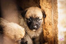 Kutyamentő nyílt nap: több mint száz kutya vár gazdára a sepsiszentgyörgyi menhelyen