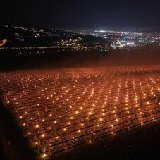 Mennyibe került Kolozsváron egy gyümölcsös megmentése az áprilisi fagytól?