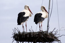 Benépesült a kamerával megfigyelt magyarfenesi gólyafészek – Nem a tavalyi gólyák érkeztek