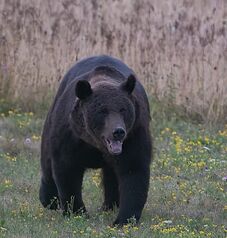 Motorját hátrahagyva menekült a medve elől egy fiatalember