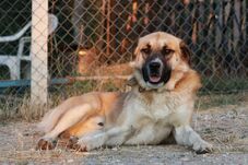 Több mint 42 ezer kutyát oltottak be veszettség ellen Hargita megyében