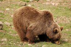 Megduplázták a medve-kilövési kvótát – Elfogadta a parlament az RMDSZ törvénytervezetét