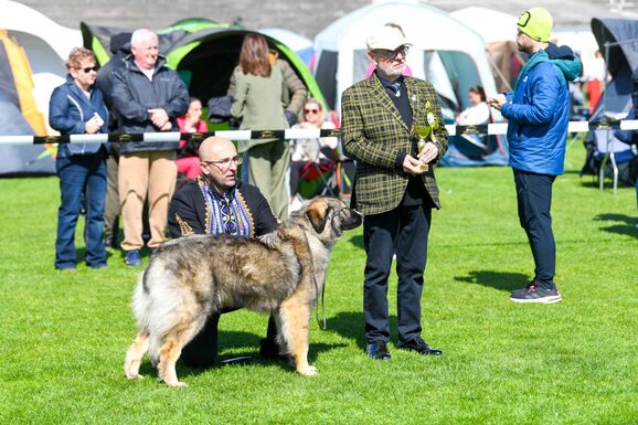 Ünnepi kutyakiállítás volt Szatmárnémetiben – 11 ország 800 ebe versenyzett
