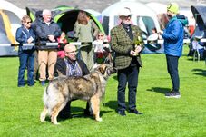 Ünnepi kutyakiállítás volt Szatmárnémetiben – 11 ország 800 ebe versenyzett