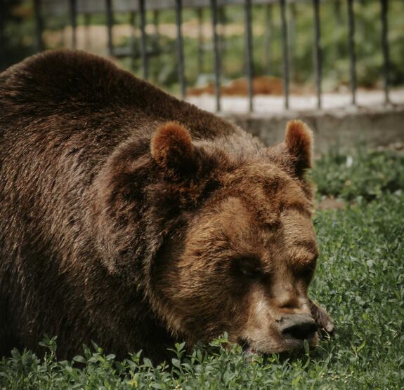 Elfogták a Somostetőn kóborló medvét Marosvásárhelyen (VIDEÓ)