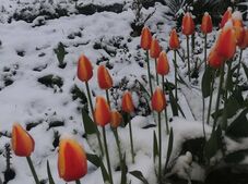 Visszatért a tél az ország központi részén – Kovászna megyében is bevetették a hókotrókat (VIDEÓ)