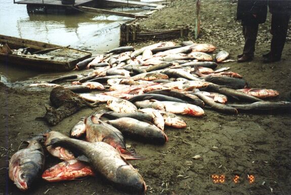 Szomorú évforduló: 26 éve történt a tiszai cianidszennyezés