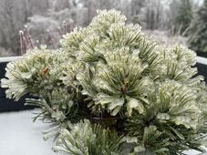 Bombaciklon az Egyesült Államokban: Dőlnek a hidegrekordok