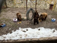 Döme, Dömzsi, Kokkolino és Jimy jósolták a tavaszt a marosvásárhelyi állatkertben (VIDEÓ)