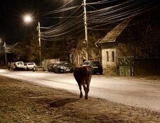 Kóbor szamár okoz balesetveszélyt Sepsiszentgyörgyön