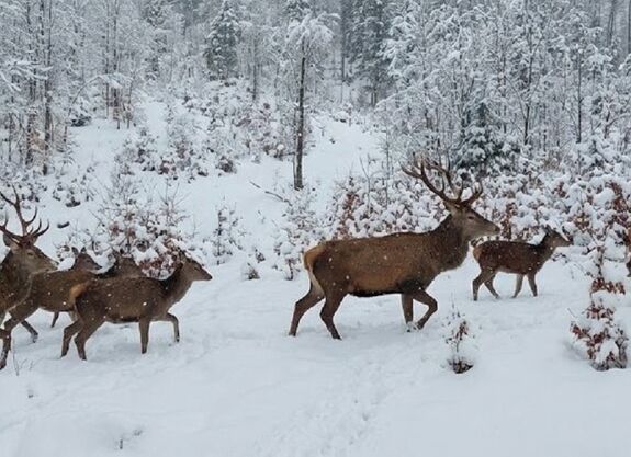 Lenyűgöző képek vadon élő állatokról
