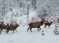 Lenyűgöző képek vadon élő állatokról