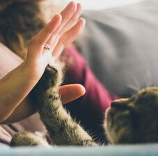 Új választható tantárgyat vezetnek be – Azt is tanítanák: ne fotózkodj a medvével!