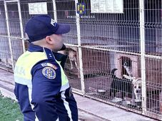 Több tucat kutyát bántalmaztak és megöltek egy menhelyen