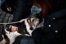 Nyílt nap a menhelyen – Gazdát keresnek Sepsiszentgyörgyön a kutyáknak