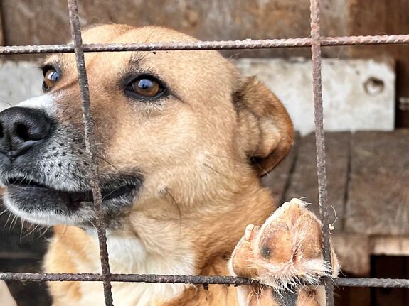 „A borzalmak telepei”: Arra kellene összpontosítani, hogy minél kevesebb kutya kerüljön utcára, majd menhelyre