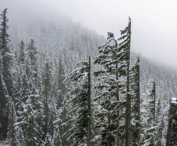 Erős széllökések Hargita megyében: több mint kétezer háztartás maradt áram nélkül