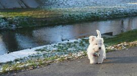 Kutyáját akarta menteni, búvár húzta ki a Maros-folyó jege alól a férfit