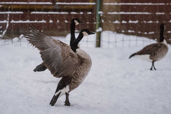 Több mint háromszázezer látogató járt 2025-ben a marosvásárhelyi állatkertben